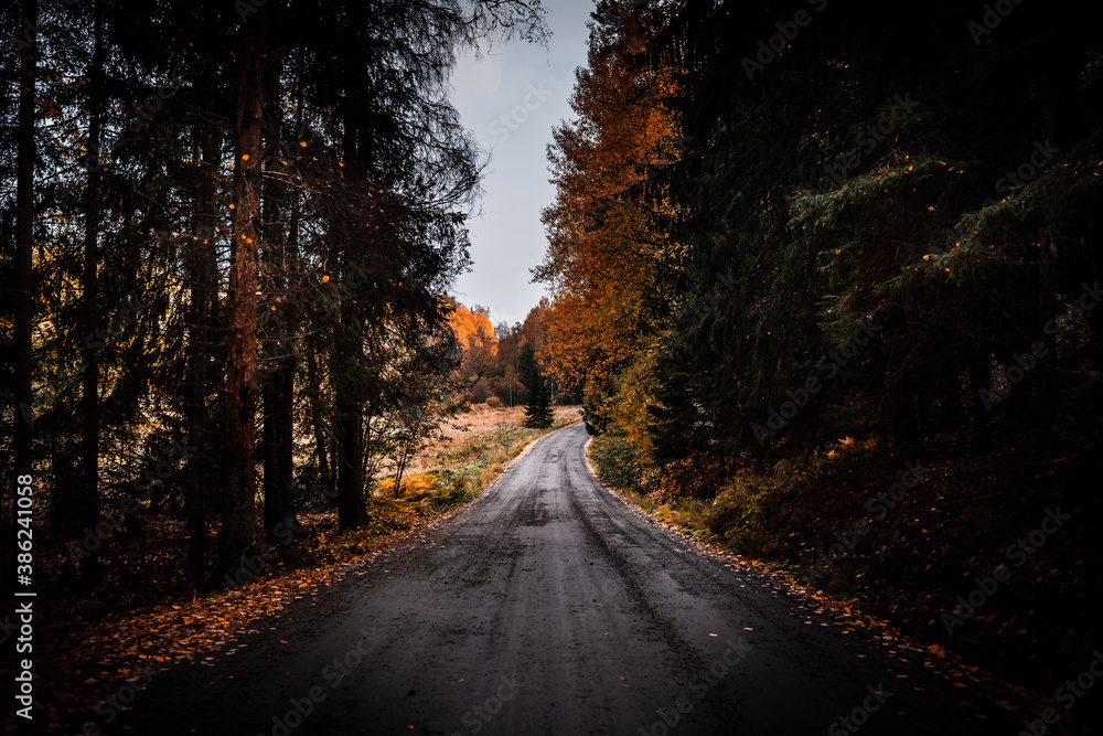 Fototapeta premium Countryside road surrounded by trees during autumn