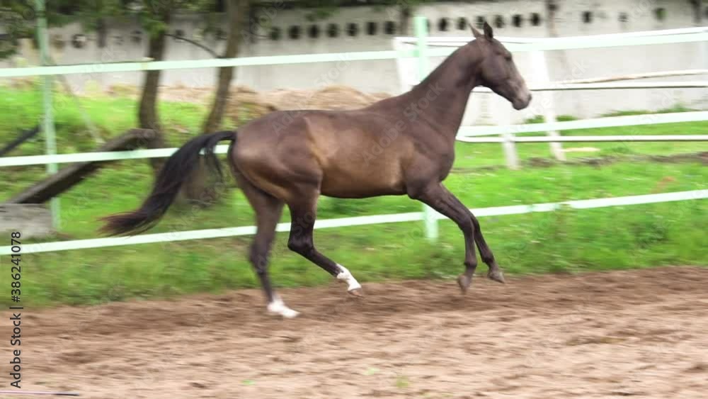 Galloping dark buckskin stallion in a paddock at the slow-motion Galloping dark buckskin stallion in a paddock at the slow-motion