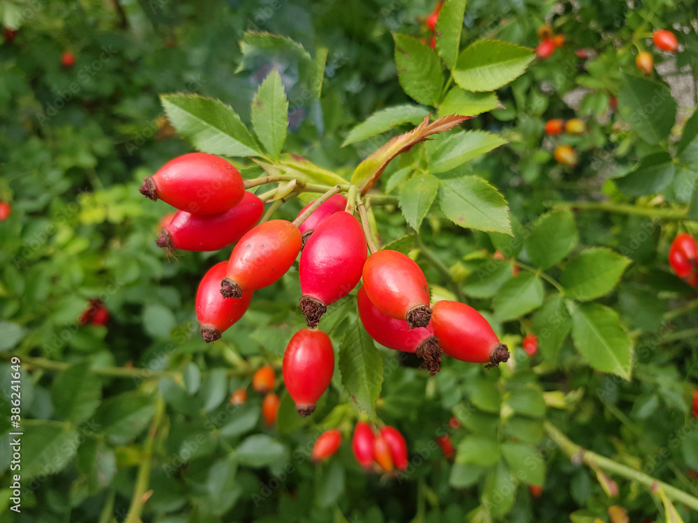 Briar Rose Rosehip (in german Hagebutte) Rosa canina