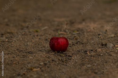 Little red isolated brazilian fruit (acerola) on brown dirt ground; nature concept