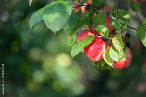 .Juicy red apples on a branch in the garden, space for text. Apple harvest theme