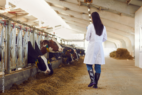 View from the back of a female veterinarian standing in a cowshed on a dairy farm.