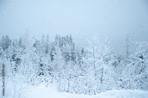 Fabulous winter landscape, trees in the snow, cold, snowy winter © Mariana