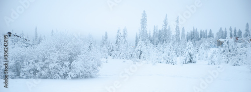 Fabulous winter landscape, trees in the snow, cold, snowy winter
