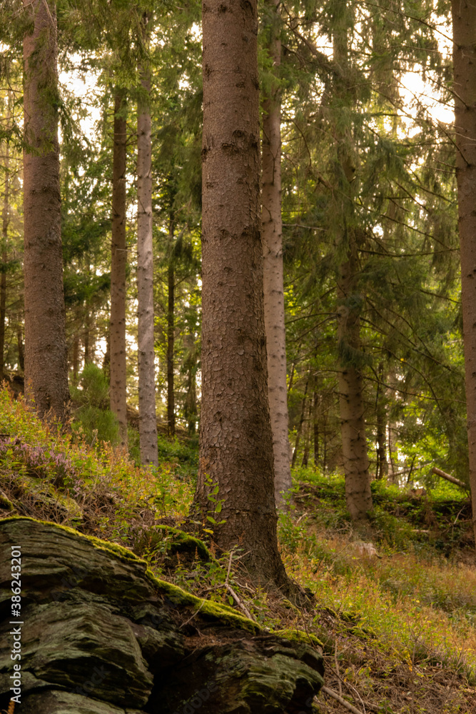 trees in the huertgenwald forest