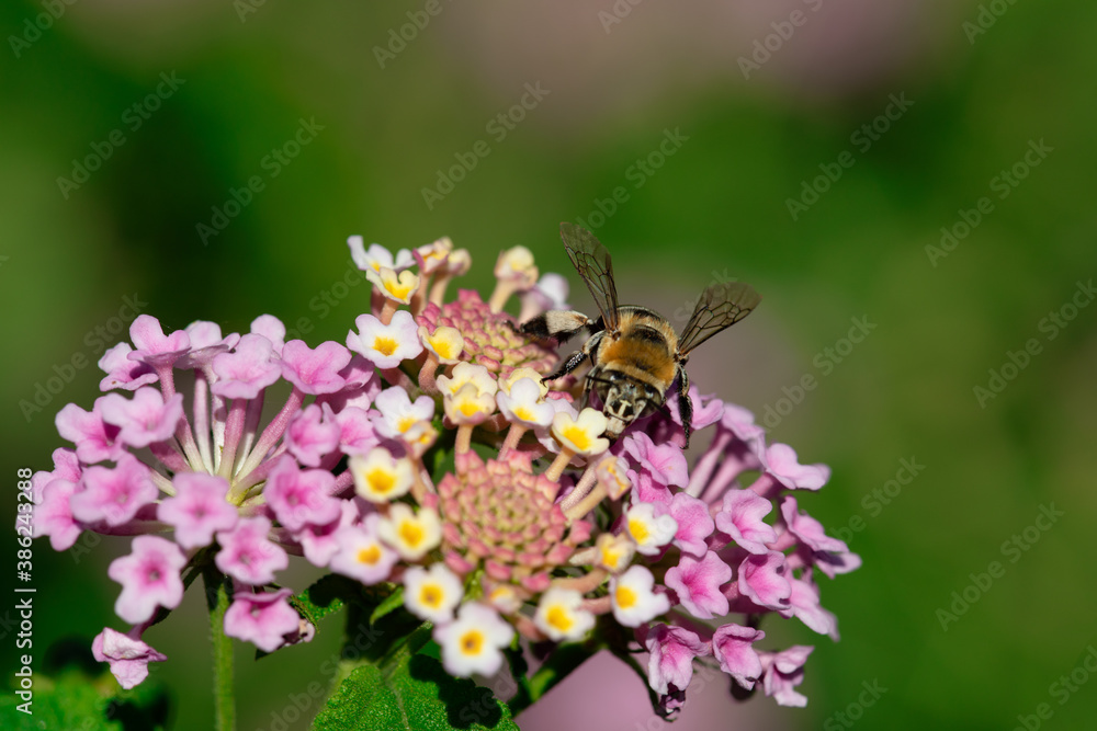 Amegilla zonata or Blue Banded Bee is flying sucking flower juice. bee on pink flower. close up in nature Amegilla zonata or Blue Banded Bee is flying sucking flower juice. bee on pink flower. close up in nature