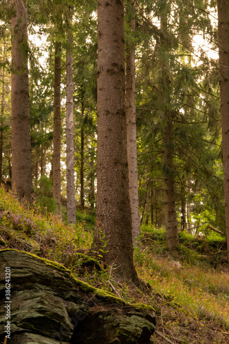 trees in the huertgenwald forest