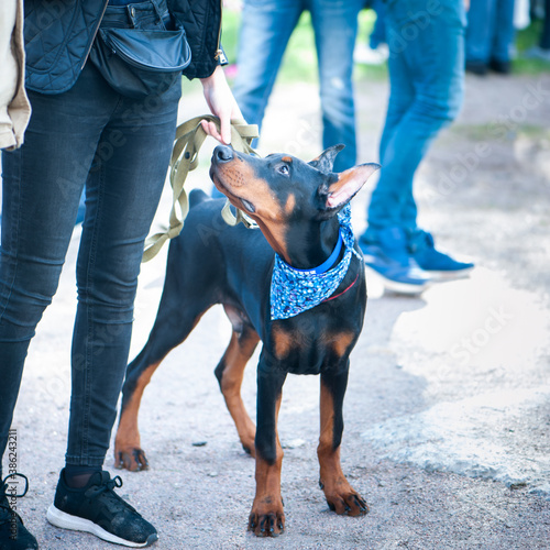Exhibition of dogs, puppy  Doberman with the owner photo