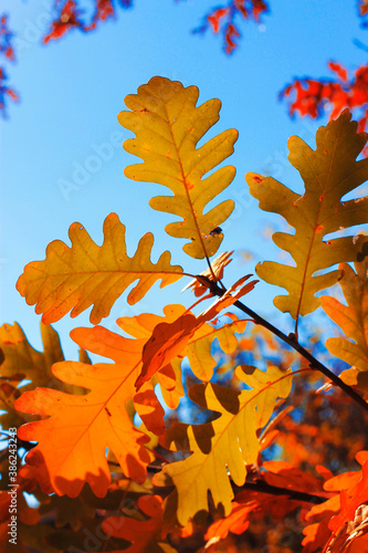 Yellow oak leaves against blue sky in the autumn forest