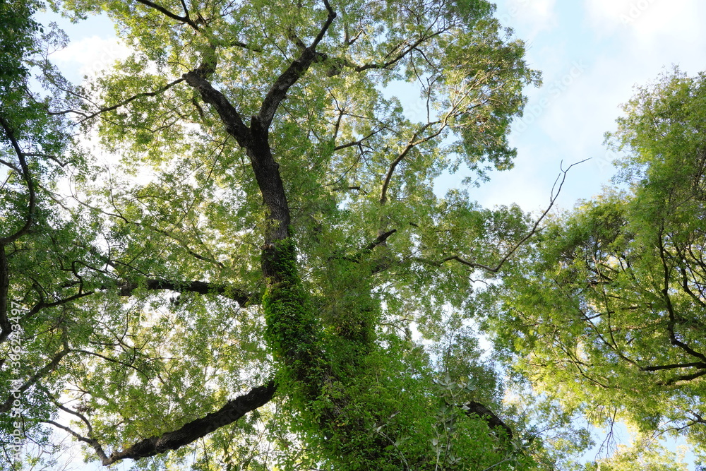 Fototapeta premium Tall trees covered with ivy against a clear blue sky.