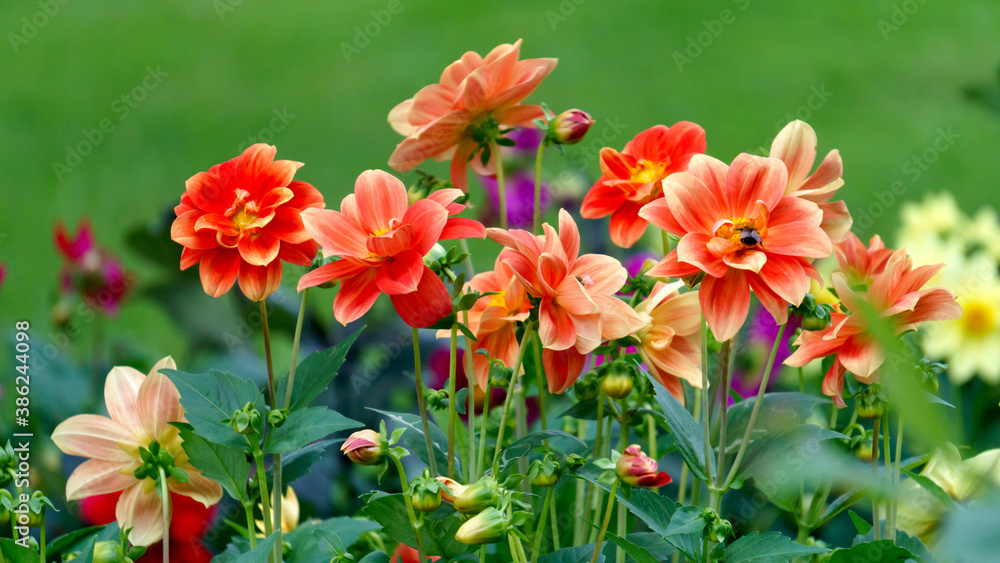 Beautiful flowers of red dahlia on a bush in the garden. Beautiful flowers of red dahlia on a bush in the garden.