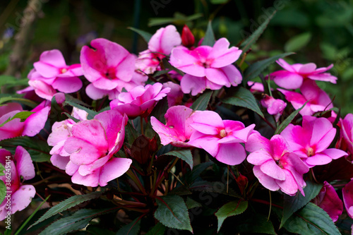 Foto Pink beautiful flowers of balsam on a dark background.