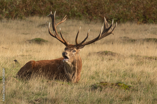 Adult red deer sitting on the grass and roaring during rutting season at Richmond Park, London, United Kingdom