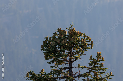 Shasta Fir Tree with Cones photo