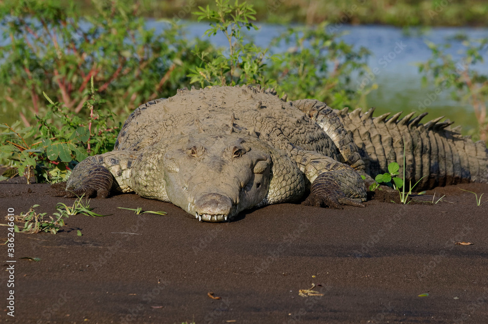 Fototapeta premium American crocodile (Crocodylus acutus) at Tarcoles River, Costa Rica