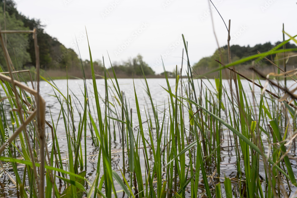Fototapeta premium Dunes and waterways landscape in the Amsterdamse waterleidingduinen the Netherlands