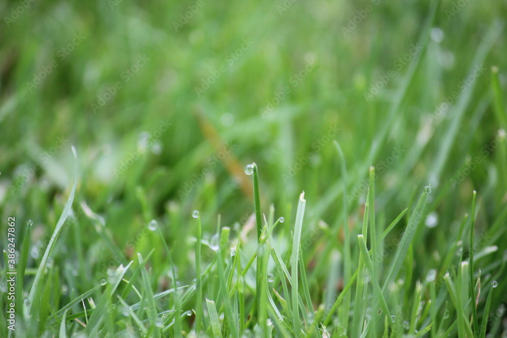 green grass background on meadow with drops of water dew in spring summer outdoors close-up macro. Beautiful artistic image of purity and freshness of nature, copy space. green grass background on meadow with drops of water dew in spring summer outdoors close-up macro. Beautiful artistic image of purity and freshness of nature, copy space.