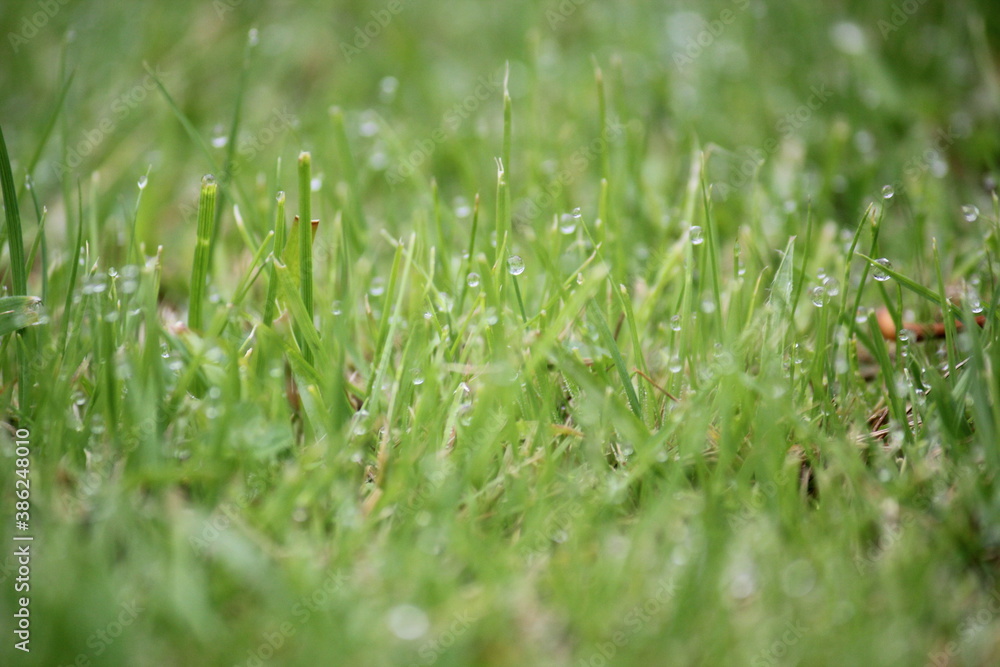 green grass background on meadow with drops of water dew in spring summer outdoors close-up macro. Beautiful artistic image of purity and freshness of nature, copy space. green grass background on meadow with drops of water dew in spring summer outdoors close-up macro. Beautiful artistic image of purity and freshness of nature, copy space.