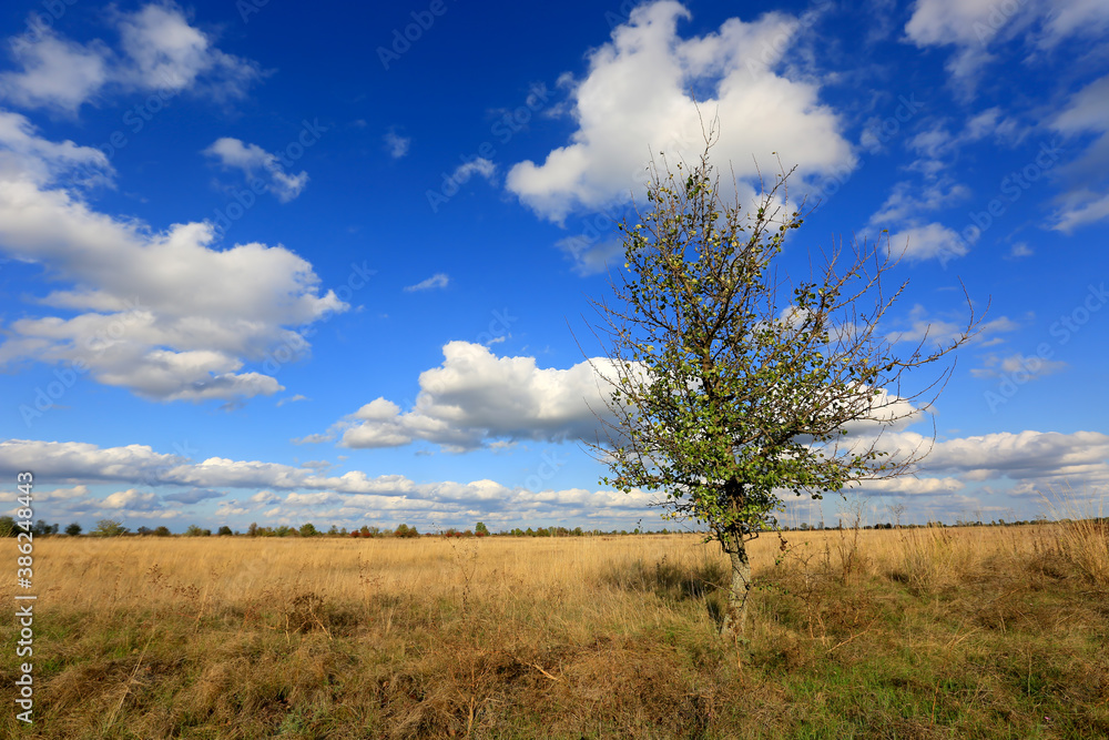 Alone tree on meadow