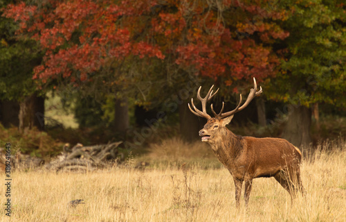 Adult red deer standing up and walking around his hed during rutting season at Richmond Park, London, United Kingdom. Rutting season last for 2 months during autumn