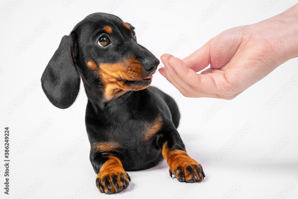 Dachshund puppy warily sniffs hand of human, white background, copy space. Baby dog trains not to take food from hands of stranger and not to pick up garbage from ground on street. Dachshund puppy warily sniffs hand of human, white background, copy space. Baby dog trains not to take food from hands of stranger and not to pick up garbage from ground on street.