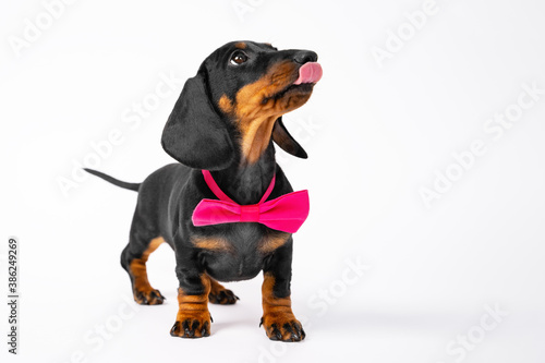 Fashionable dachshund puppy with bow tie around neck looks up with interest and licks lips  front view  white background  copy space. Hungry baby dog is waiting for feeding. Fancy costumes for pets.