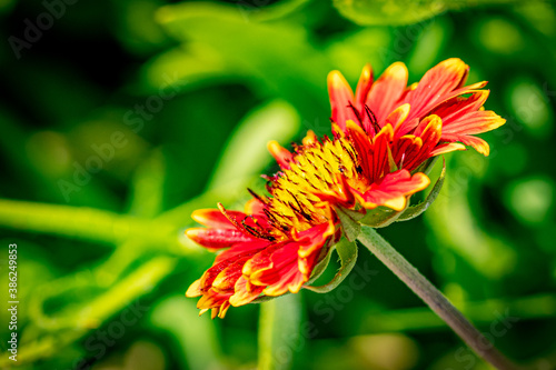 Red and Yellow Indian Blanketflower in the Garden