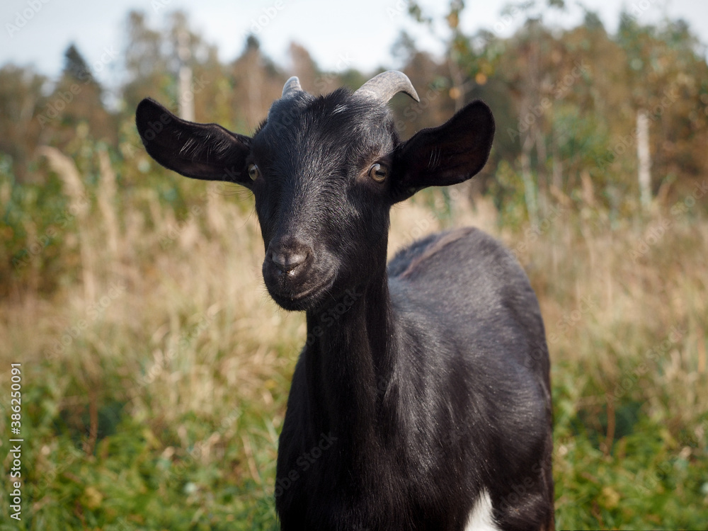 Cute young goat in the pasture Cute young goat in the pasture