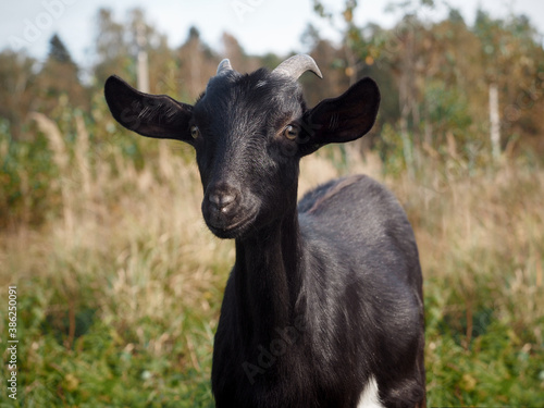 Cute young goat in the pasture