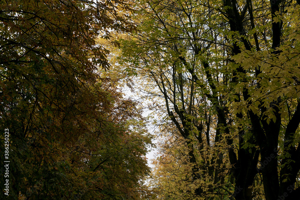 View of the sky through the trees