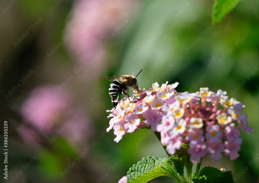 Amegilla zonata or Blue Banded Bee is flying sucking flower juice. bee on pink flower. close up in nature Amegilla zonata or Blue Banded Bee is flying sucking flower juice. bee on pink flower. close up in nature