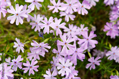 Close-up of Little purple flowers 