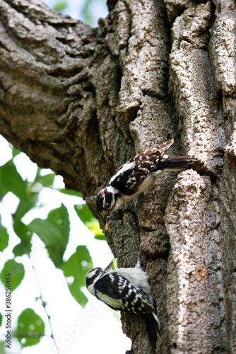 male hairy woodpecker giving a larva to it baby in the woods