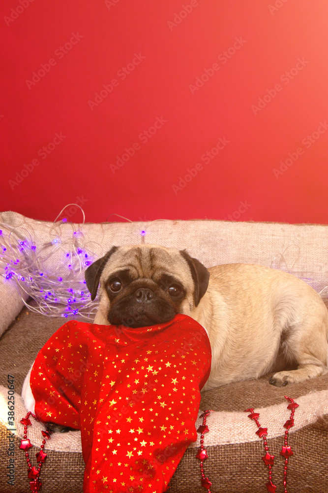 christmas pug dog with garland and hat santa claus in bed on christmas holidays, copy space