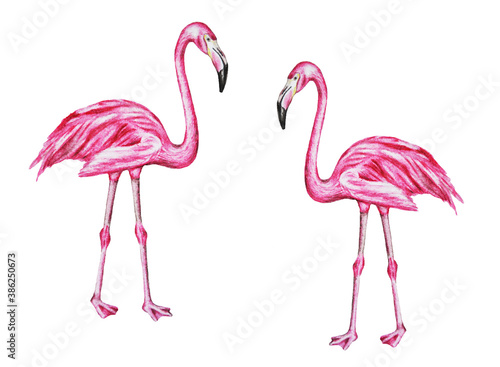 Watercolor illustration of two tropical birds - pink flamingos. Hand drawn. Template. Clipart. Close up.