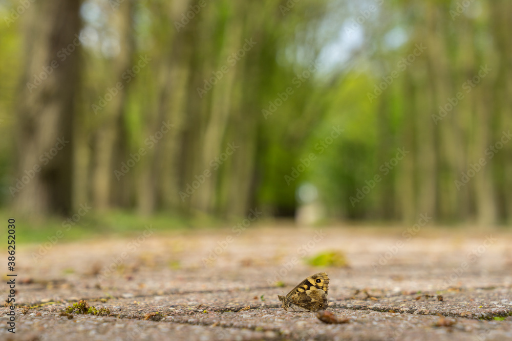 Dead butterfly lying on a path with trees on the background and shallow depth of field Dead butterfly lying on a path with trees on the background and shallow depth of field