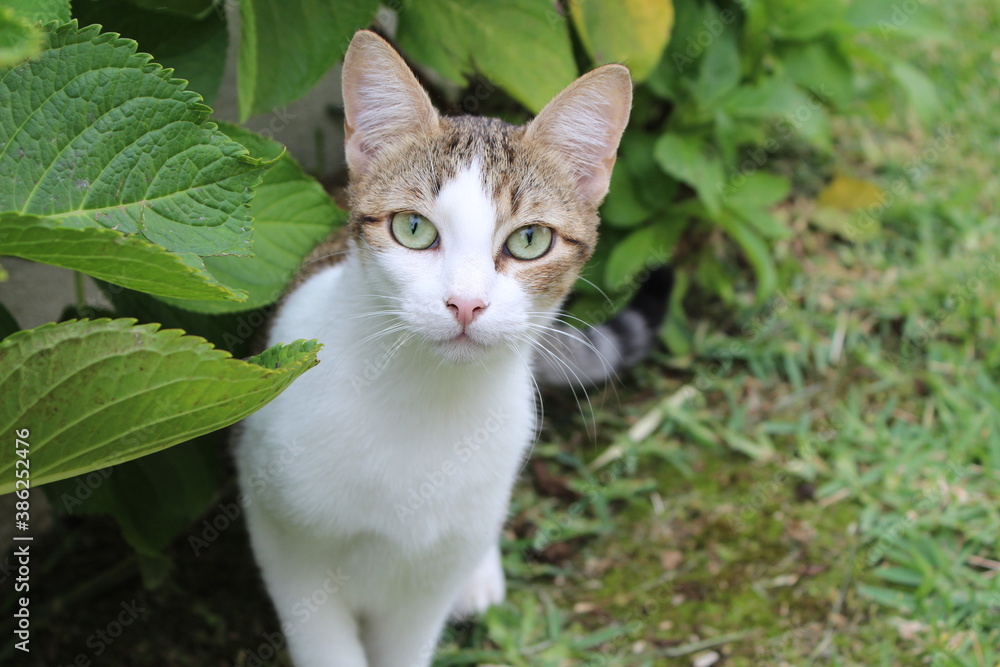 Gatinha na natureza