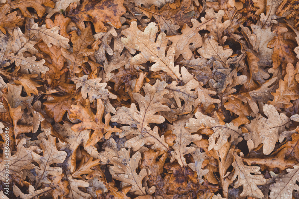 Oak tree brown leaves background texture with water drops