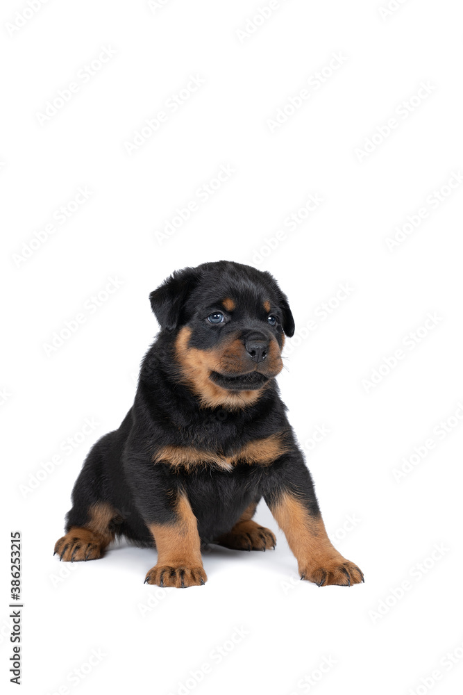 Beautiful Rottweiler puppy, age five weeks, studio shot isolated in white