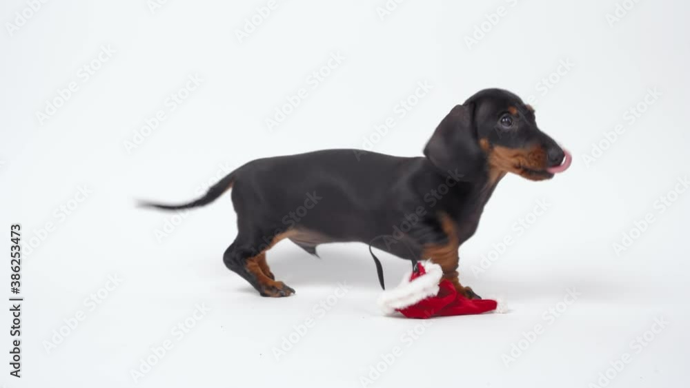 Naughty dachshund puppy in Santa hat trains to pose for Christmas photo shoot receiving dried yummy for pets as reward, but quickly loses concentration, removes hat with paw and runs away, copy space. Naughty dachshund puppy in Santa hat trains to pose for Christmas photo shoot receiving dried yummy for pets as reward, but quickly loses concentration, removes hat with paw and runs away, copy space.