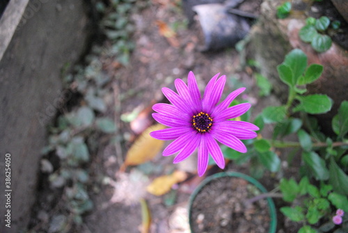 Flor violeta
