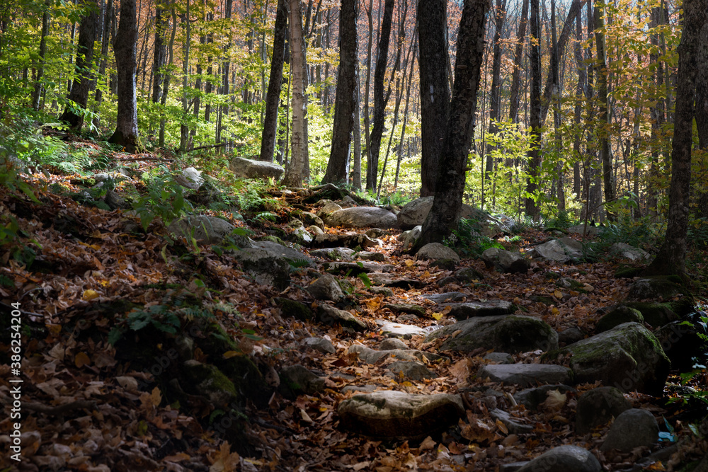 path in the forest path in the forest