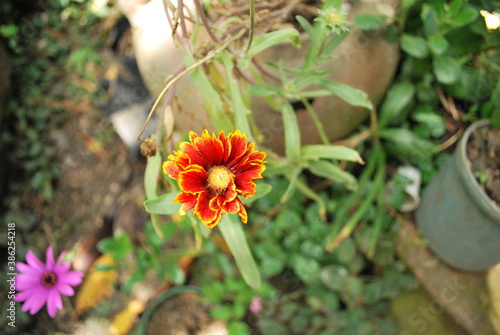 Flor roja y amarilla