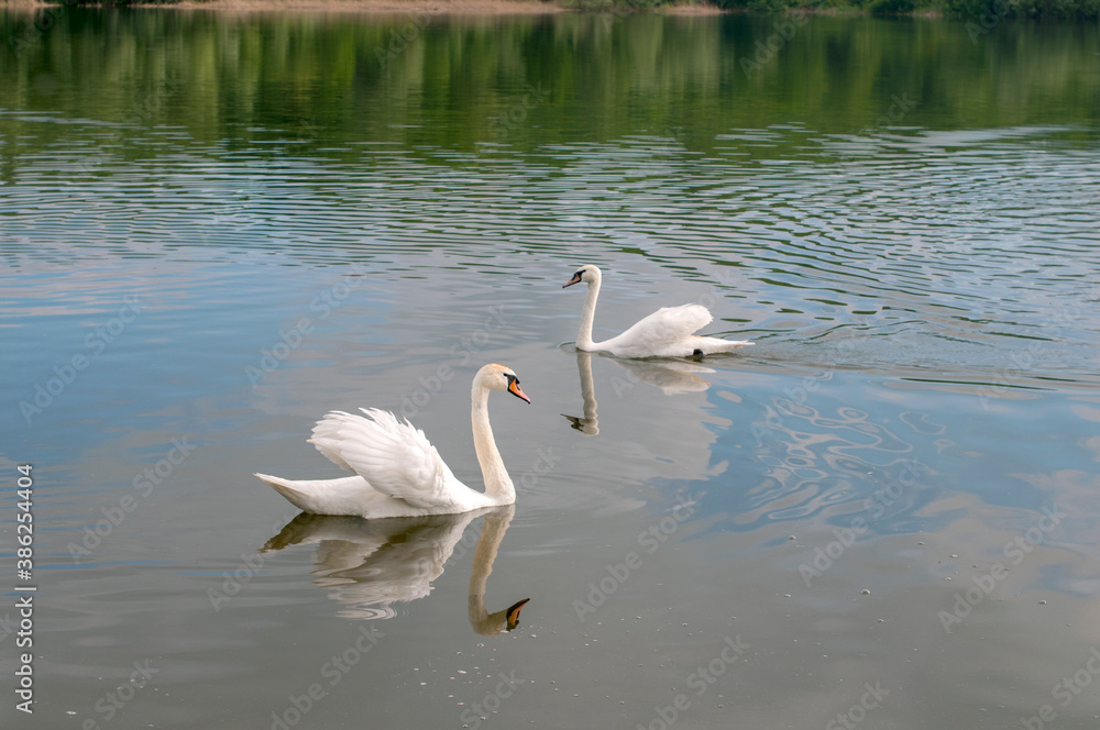 white swans group on the lake swim well under the bright sun white swans group on the lake swim well under the bright sun