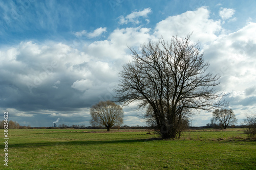 Leafless trees in a green meadow and clouds on the sky © darekb22