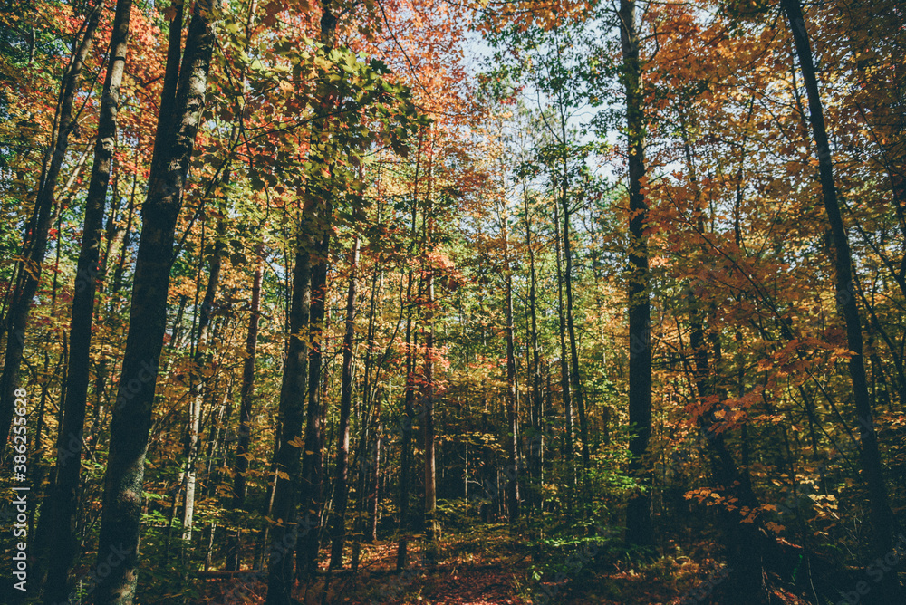Fototapeta premium autumn in the forest