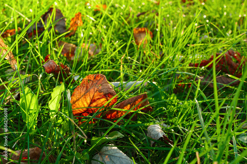 Wallpaper Mural Colorful autumn foliage in the park. Falling leaves on green grass natural background Torontodigital.ca