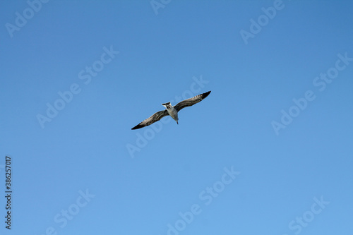 Seagull waiting on the Istanbul