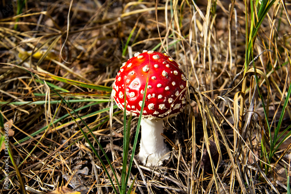 Beautiful Poisonous Mushroom in the forest at the autumn. Red agaric mushroom. Toadstool in the grass. Amanita muscaria. Toxic mushroom with red hat and white dots Beautiful Poisonous Mushroom in the forest at the autumn. Red agaric mushroom. Toadstool in the grass. Amanita muscaria. Toxic mushroom with red hat and white dots
