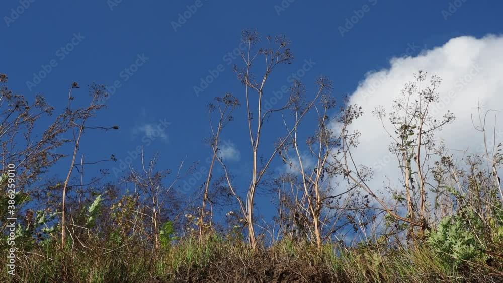 High reed against cloudy sky in wind day High reed against cloudy sky in wind day